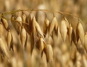where do oats come from