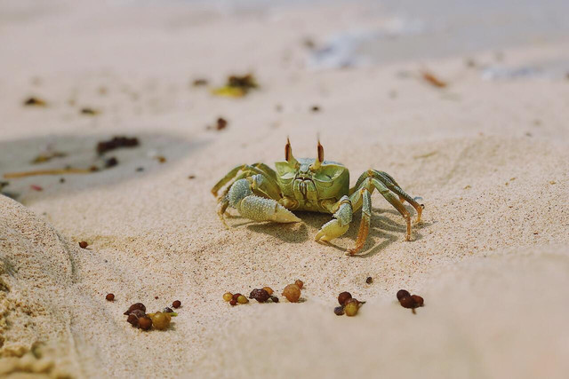 aquatic-invasive-species-in-the-us-are-the-second-cc0-unsplash-rafal-jedrzejek-221221_download Aquatic invasive species in the US are the second greatest threat to biodiversity.