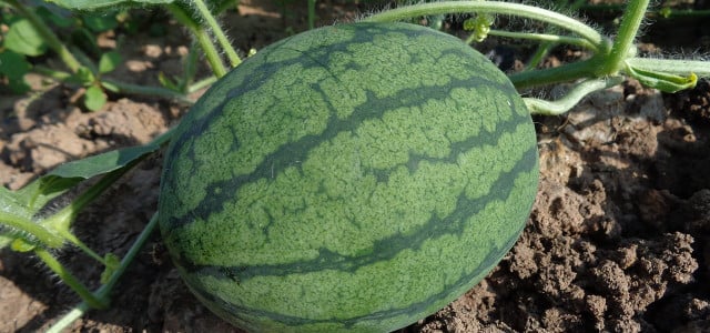 when to pick watermelon