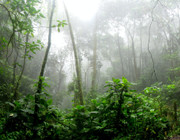 save the rainforest