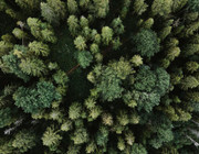 reforestation