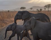 what is the goal of wildlife conservation
