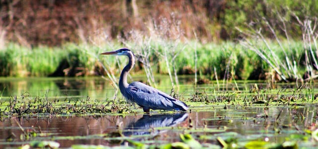 what are wetlands