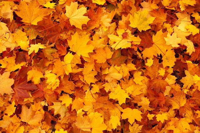 showcase-the-beautiful-colors-of-fallen-leaves-by-cc0-pixabay-publicdomainpictures-221024_download Showcase the beautiful colors of fallen leaves by making a leaf mobile.