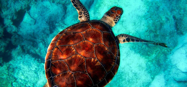 What is bycatch