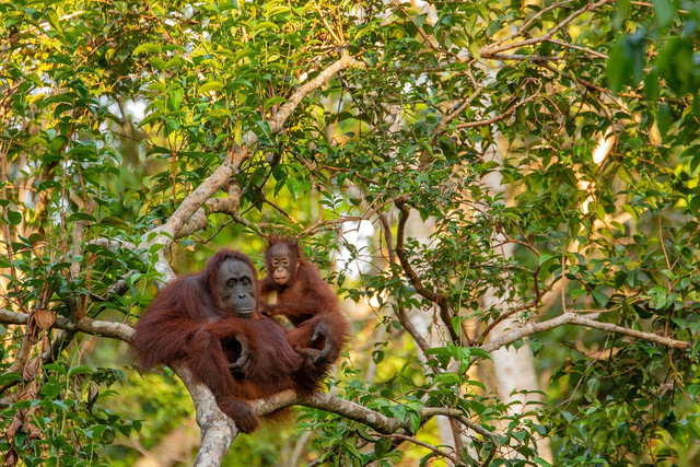 palm-oil-causes-deforestation-cc0-pixabay-e-smile-230326_download Garnier has been slated in the past for greenwashing.