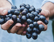 Vegan Wine