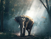 Rewilding