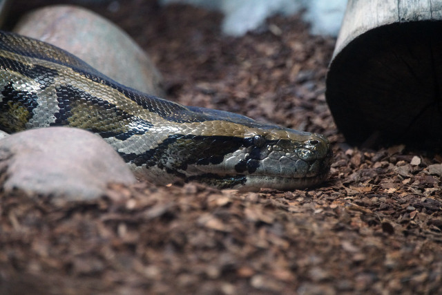 burmese-pythons-are-life-threatening-invasive-spec-cc0-pixabay-gayleenfroese2-221221_download Burmese pythons are life-threatening invasive species in the US.