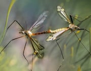 where do mosquitoes go in winter