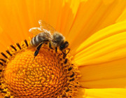flowers for bees