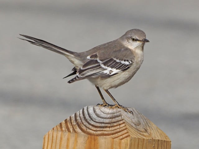 OLYMPUS DIGITAL CAMERA This bird sings at night with an astonishing vocal range.