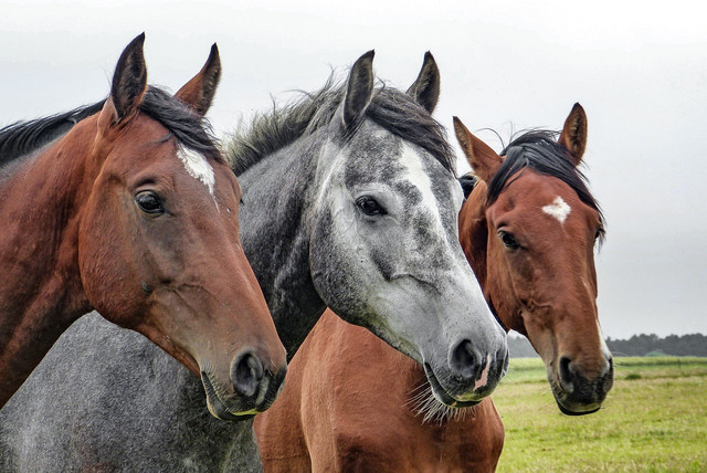 learning-about-animals-starts-at-home-cc0-pixabay-wolfblur-220926_download Learning about animals starts at home.