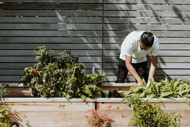 for-optimal-growth-plants-need-nutrients-that-wat-cc0-public-domain-unsplash-priscilla-du-preez-230327_download For optimal growth, plants need nutrients that water alone can’t provide.