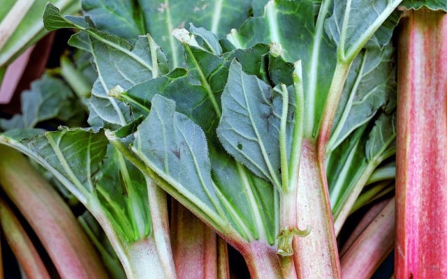 when to harvest rhubarb when to harvest rhubarb