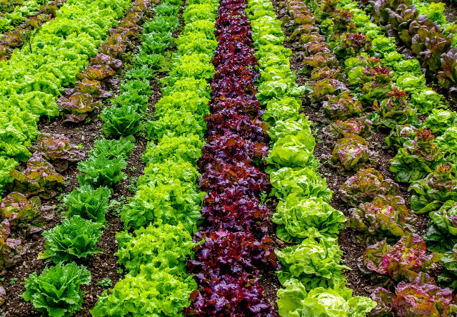 packaged-salad-is-often-grown-in-greenhouses-whic-cc0-pixabay-zotx-230125_download Packaged salad is often grown in greenhouses, which uses a lot of energy — definitely a controversial food.