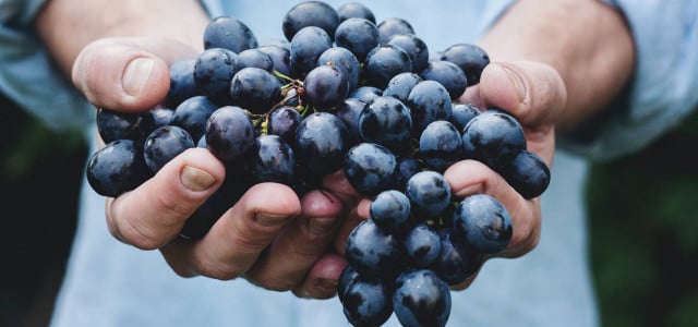 Vegan Wine