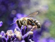 threats to biodiversity