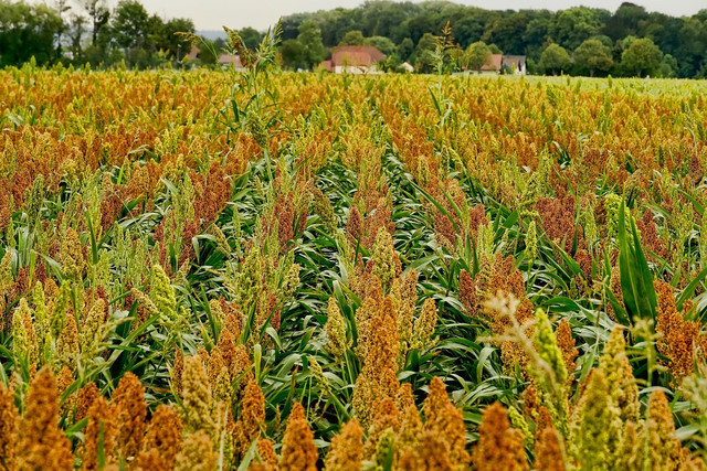 sorghum-is-a-very-versatile-super-grain-and-can-be-cc0-pixabay-schwoaze-220126_download Sorghum is a versatile super-grain and can be used in numerous meals.