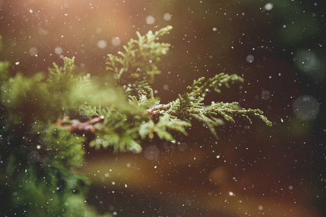 if-you-cant-replant-your-tree-recycle-it-cc0-pixabay-pezibear-211130_download If you can't replant your tree, recycle it!