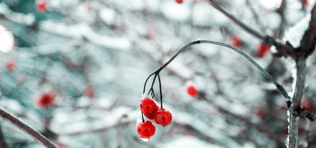 poisonous fruits