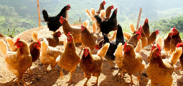 modern homesteading