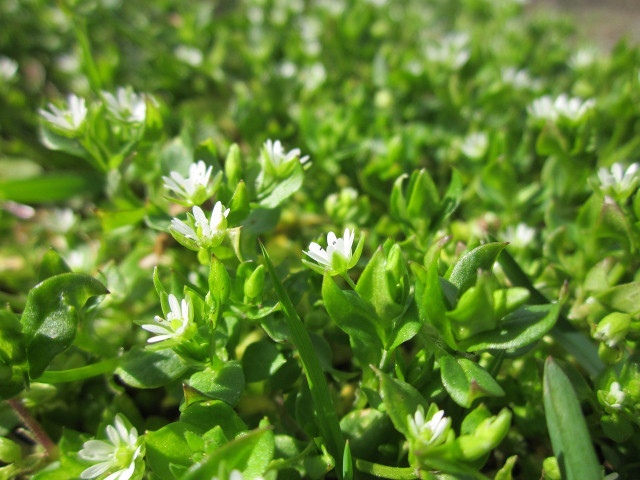 chickweed-can-be-foraged-in-urban-areas-of-the-uni-cc0-pixabay-wikimediaimages-230612_download Chickweed can be foraged in urban areas of the United States.