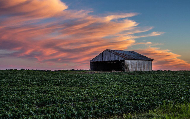 indiana-is-known-for-soybean-and-corn-production-cc0-public-domain-unsplash-owen-rupp-230129_download Indiana is known for soybean and corn production.