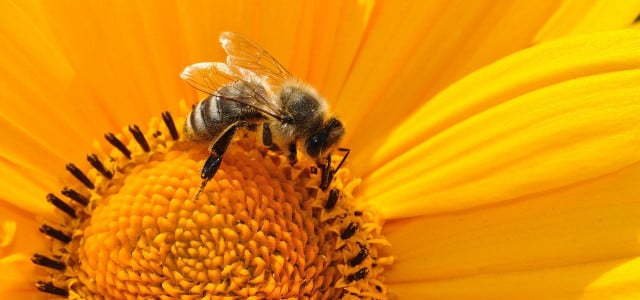 flowers for bees