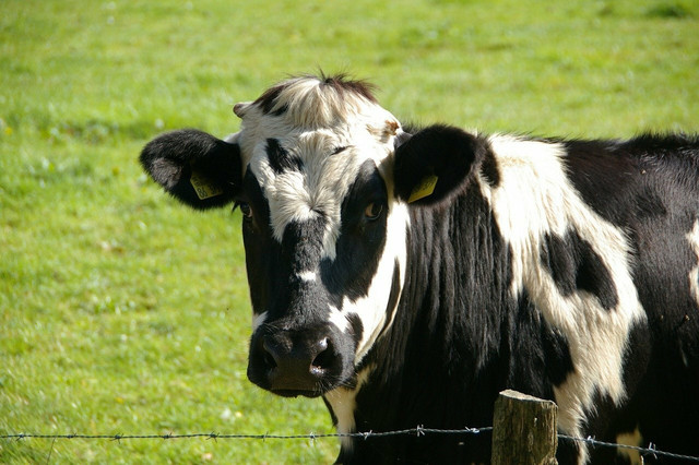 animals-raised-for-food-production-are-often-reare-cc0-pixabay-wernerdetjen-220727_download Animals raised for food production are often reared under miserable circumstances and have a huge carbon footprint.