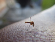 What purpose do mosquitoes serve?