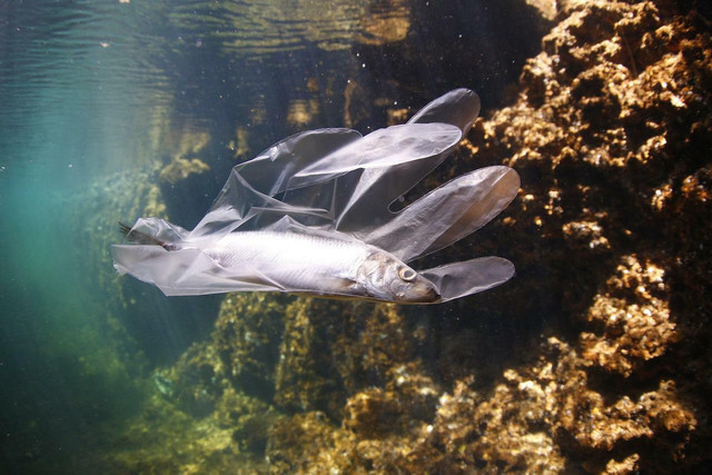 plastic-is-becoming-an-evolving-environmental-disa-cc0-pixabay-joelsaucedosaucedo-220615_download Plastic is becoming an evolving environmental disaster.