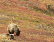 Are bears endangered