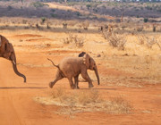 what-is-poaching-cc0-pixabay-fearscare-220509 what is poaching