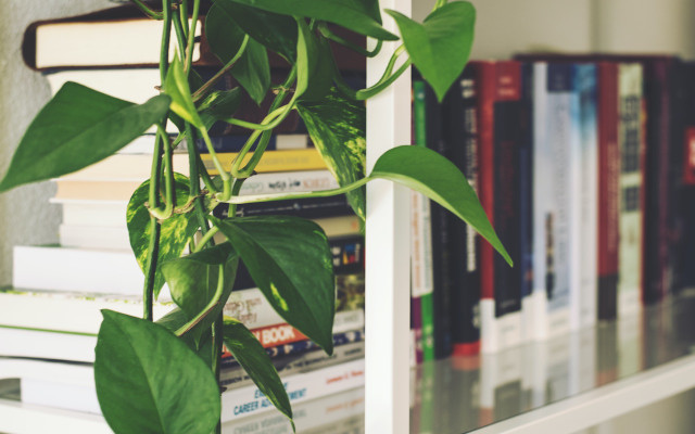 hanging-plant-e-lum3n-180920-1280x800-1 indoor plants: hanging tips