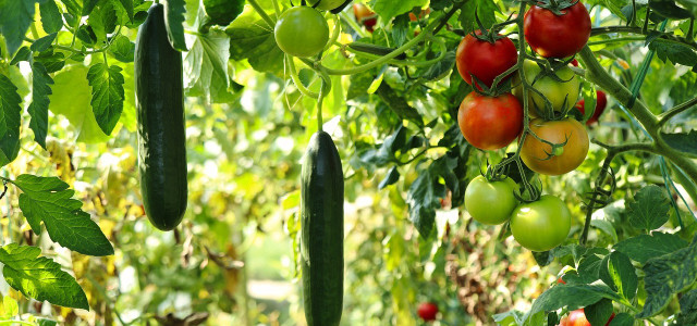 easy to grow vegetables