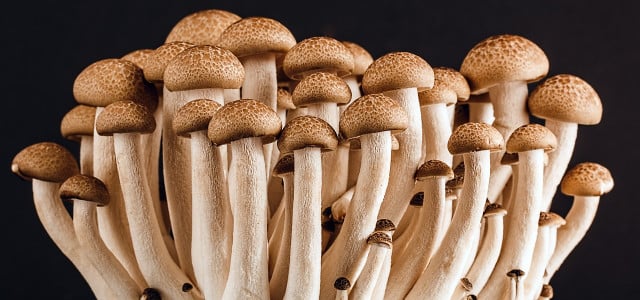 Plastic eating mushrooms,