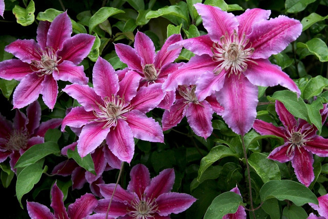 clematis-is-a-low-maintenance-knockout-cc0-pixabay-hama_melis-220521_download Clematis is a low-maintenance knockout.