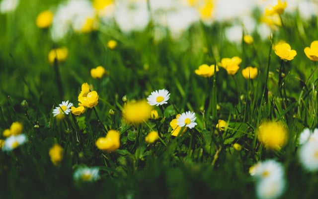 Edilbe flowers where to find and pick your own