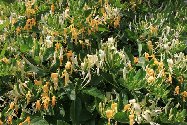 japanese-honeysuckle-is-one-of-the-most-invasive-p-cc0-pixabay-byrev-220521_download Japanese Honeysuckle is one of the most invasive plants in the USA.