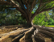 Deep ecology
