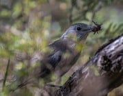 birds that eat spiders