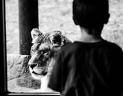 should zoos be banned