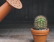 repot cactus