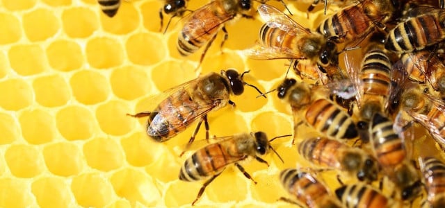 bees extinction