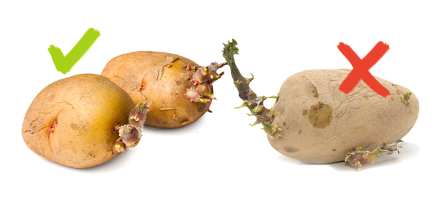 potato sprouts