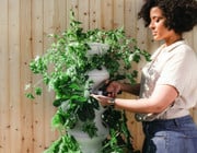 growing-vegetables-from-scraps-cc0-public-domain-unsplash-lettuce-grow-230327 growing vegetables from scraps