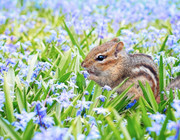 how-to-get-rid-of-chipmunks-cc0-pixabay-jillwellington-230321 how to get rid of chipmunks