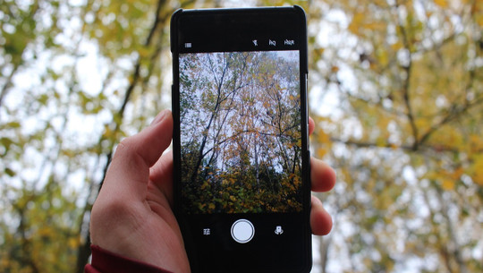 Tree identification app