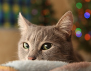 How to Keep Your Cat Off Your Christmas Tree this Year